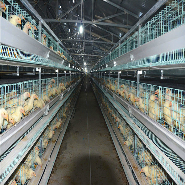 used poultry chicken cage system