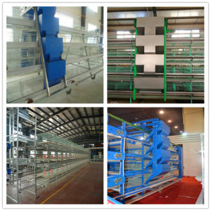 importance of chicken breeding equipment