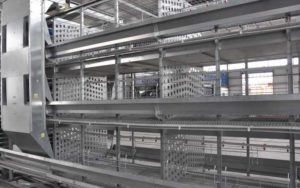 The broiler rearing equipment most adopt the H-type.