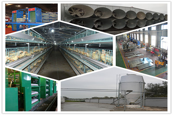 Chicken supplies are necessary equipment for poultry farming.