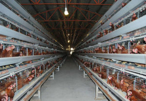 Livi Machinery have the automatic battery hens for layer cage farming.