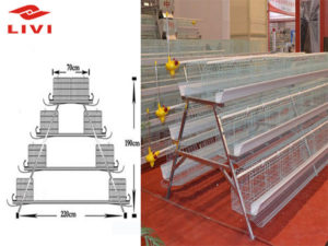 Poultry cages for pullet cage system are exquisite.