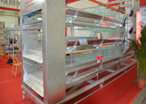 Broilers can also be raised in clean and good broiler cage farming system, which can not only increase poultry farmers' interests but also suitable for large scale broilers farming mode.