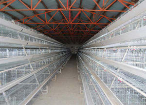 Chicken farm equipment for layers have two types. this is the A-type cage system.
