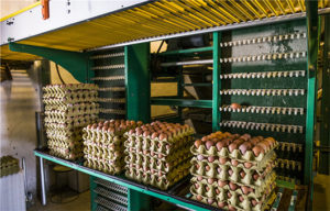 large quantity of chicken eggs will bring about you much profit for you.