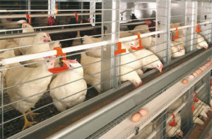 Layer automated battery cage system in Livi Machinery are the hot sale products.