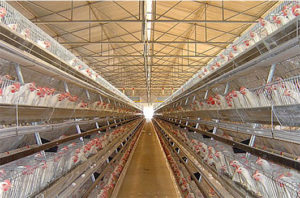 Our clients of chicken farm adopt the battery cage farming, that obtain objective benefits.
