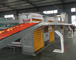 Chicken egg collecting machine can match up with different types of layer battery cages.