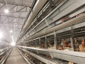 poultry layer chicken cage