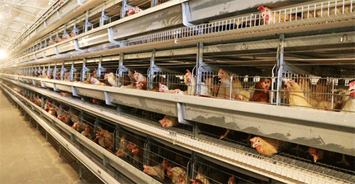 poultry chicken cage