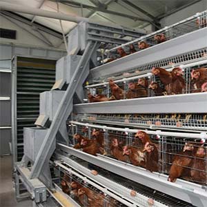 poultry battery cage