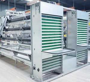 automatic layer chicken cage system