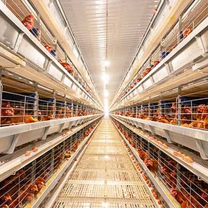 automatic poultry battery layer cage system