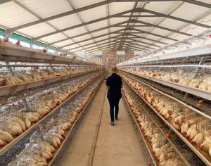poultry battery layer chicken cages