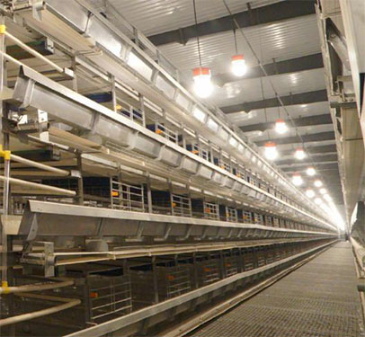 full automatic poultry equipment for layer chicken