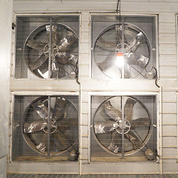 Fans for cooling and ventilating chicken houses