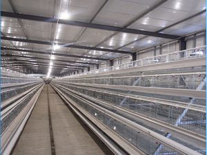 poultry layer chicken cage for sale