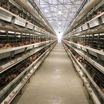 battery cage for layer