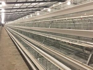 laying hen cage for poultry farming