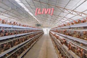 wire mesh layer battery chicken cage