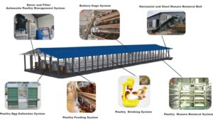 battery cage system in poultry farm
