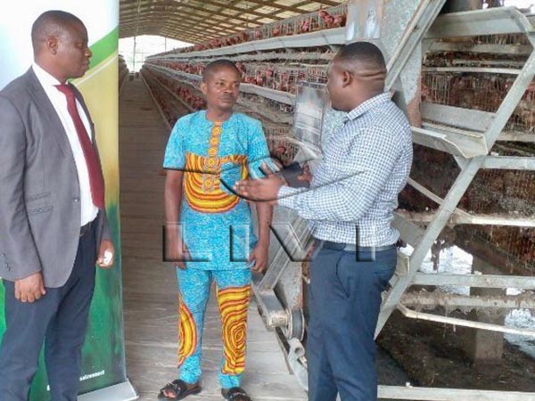battery cage system for 10000 laying hens