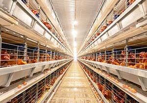automatic poultry battery layer cage system